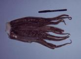 GIANT SQUID TENTACLES